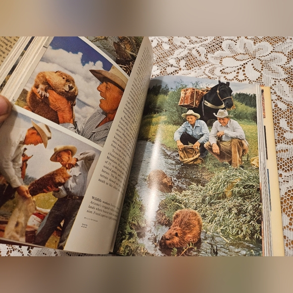 WILD ANIMALS OF NORTH AMERICA W/ DUST JACKET AND PLASTI-KLEER DJ COVER VTG 1971 - Picture 6 of 7